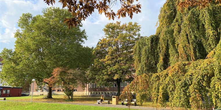 Information zum Bachelorstudiengang International and Comparative Law (LL.B.)