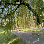 Frühling_1